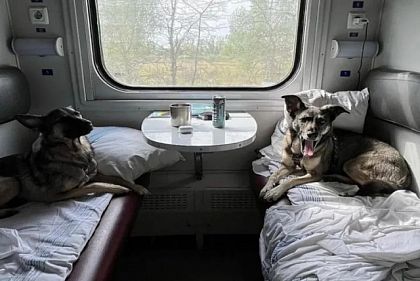 «Укрзалізниця» обновила правила для путешествий с животными в поездах