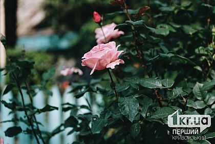 Яку погоду очікувати у Кривому Розі 24 липня