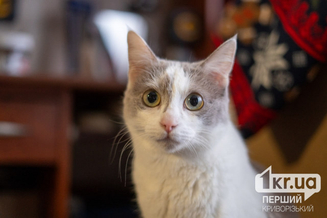 Котодом в Кривом Роге оказался на грани закрытия — как горожане могут помочь