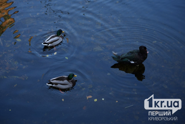 Какая будет погода в Кривом Роге 3 декабря
