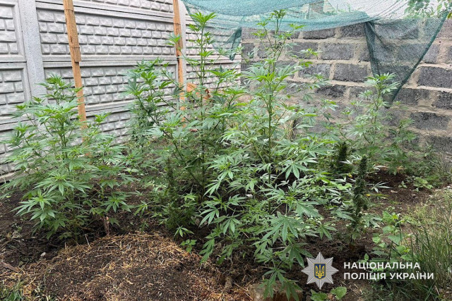 Сбывал каннабис: будут судить жителя Криворожского района