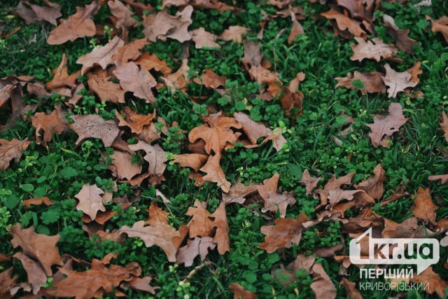 Понижение температуры: погода в Кривом Роге 5 декабря