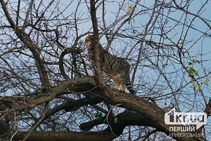 Какой погоды ждать криворожанам в первую неделю зимы