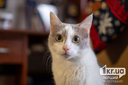 Котодом в Кривом Роге оказался на грани закрытия — как горожане могут помочь