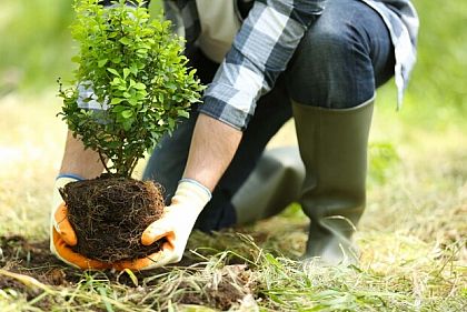 Озеленение улицы в прифронтовом городе: на Днепропетровщине рассмотрели целесообразность тендера