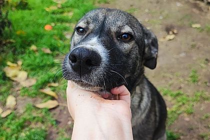 Криворожане могут подарить бездомным животным праздничные боксы — как присоединиться