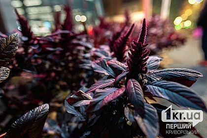 Яку погоду очікувати криворіжцям 9 грудня