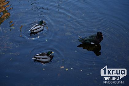 Потеплішає: погода у Кривому Розі 18 грудня