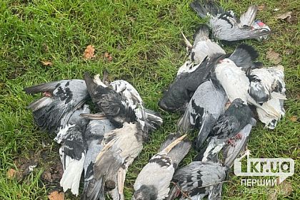 В одной из криворожских лесополос горожане нашли мертвых голубей