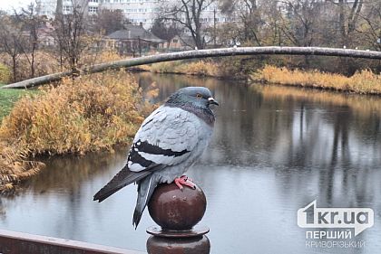 Прохладно: прогноз погоды в Кривом Роге на выходных