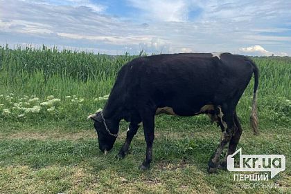 Молочников и мясников Криворожья ждут новые правила: как подготовиться