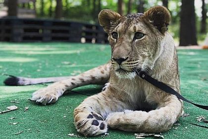 Рішення суду про вилучення не виконали: що відбувається з левицею, яку утримують в Кривому Розі