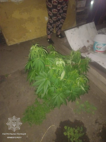 у криворізькому дворі виявили кущі коноплі конопля