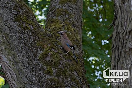 До +33°С: погода у Кривому Розі на тиждень