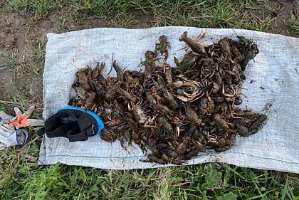 На Днепропетровщине нарушитель выловил 131 рака на сотни тысяч гривен убытков
