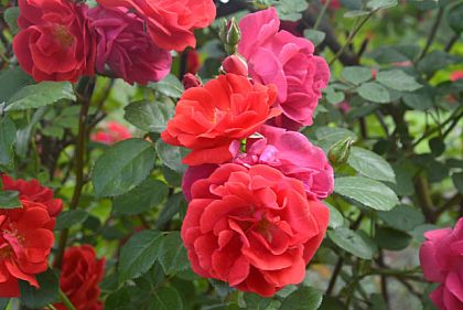 Криворожан приглашают в ботанический сад полюбоваться розами