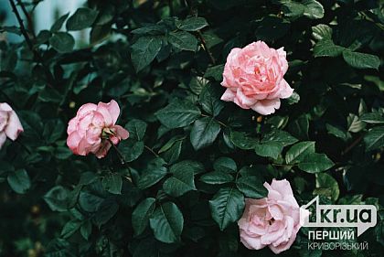 До +32°С: погода у Кривому Розі 6 червня