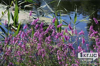 Солнечно и до +35°С: погода в Кривом Роге на выходных