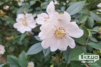 7 червня у Кривому Розі очікується до +34°С