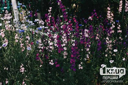 Без опадів: погода у Кривому Розі 8 червня