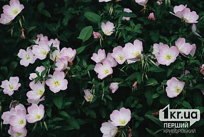 Прогноз погоды на 10 июня: ясный день в Кривом Роге