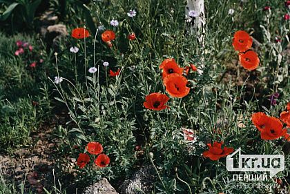 Какой будет погода в Кривом Роге 11 июня