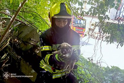 Спасатели Днепра освободили щенка из ловушки