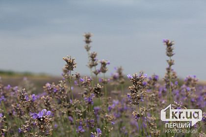 Облачно и прохладно: погода в Кривом Роге 13 июня
