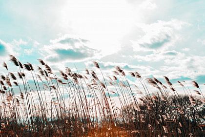 Криворожан ждет сильный ветер: когда прогнозируют I уровень опасности