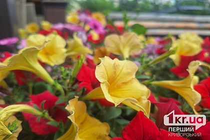 Прохладно и дождливо: погода в Кривом Роге на выходных