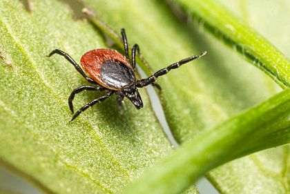 У Кривому Розі виявили випадок хвороби Лайма: чим вона загрожує