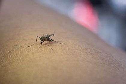 У Кривому Розі зареєстрували малярійних комарів, які можуть переносити дирофіляріоз