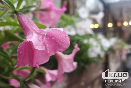 Вероятный дождь с грозой: погода в Кривом Роге 24 июня