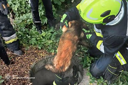 Спасатели Днепропетровщины освободили собаку из ловушки