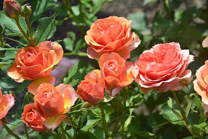 Когда криворожане могут полюбоваться розами городского ботанического сада