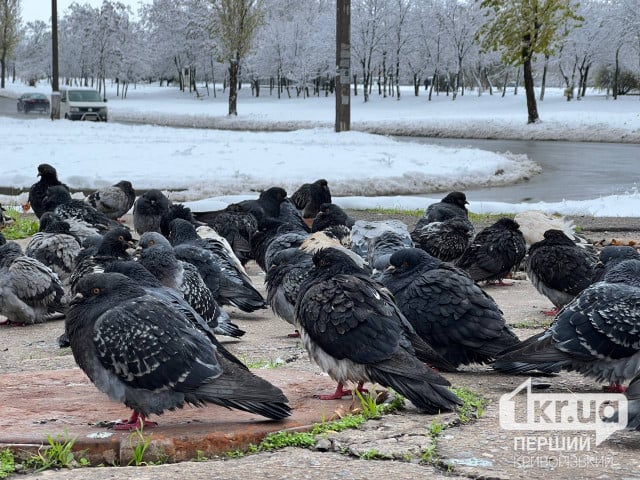 Снежно и морозно: погода в Кривом Роге 15 февраля