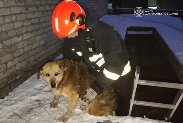 На Днепропетровщине спасатели помогли собаке, упавшей в смотровую яму гаража