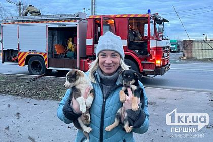 Криворожские спасатели помогли четвероногим выбраться из трубы