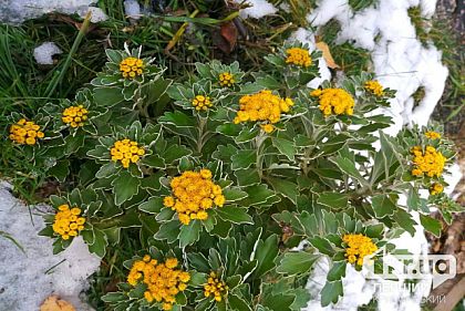 Местами будет снежить: погода в Кривом Роге 6 февраля