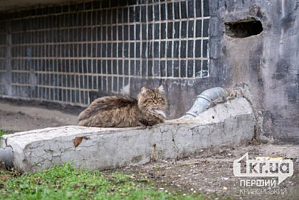За прошлый год в Криворожском районе зафиксировали 8 случаев бешенства