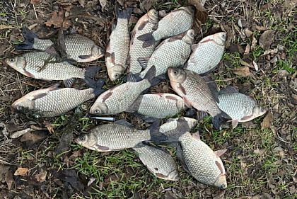 В течение января на Днепропетровщине наловили рыбы на почти 900 тысяч гривен убытков