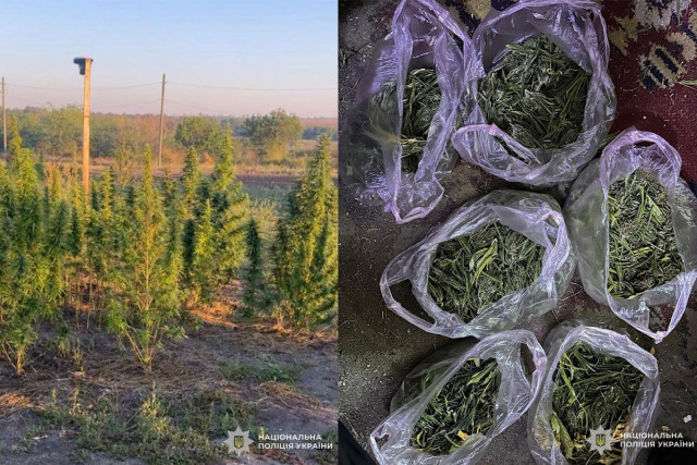Полиция Кривого Рога разоблачила подозреваемого в выращивании конопли