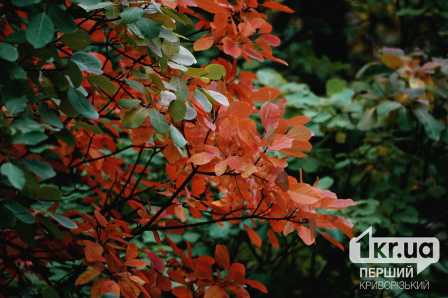 Какая будет погода в Кривом Роге 7 октября