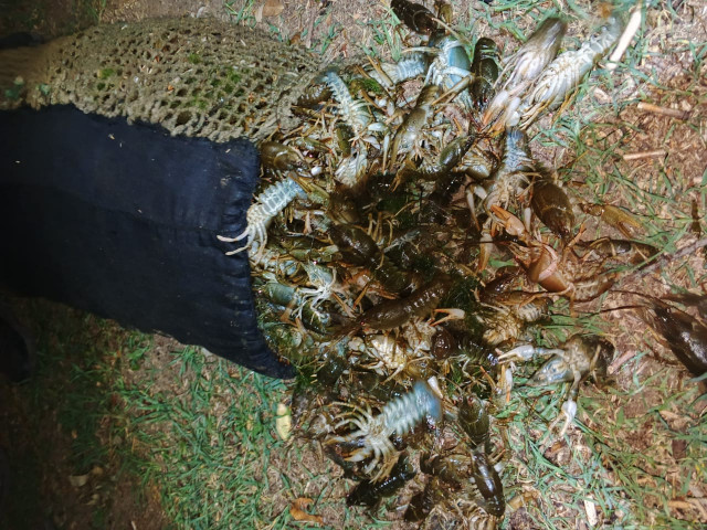 На Дніпропетровщині браконьєри наловили риби й раків майже на 10 мільйонів збитків