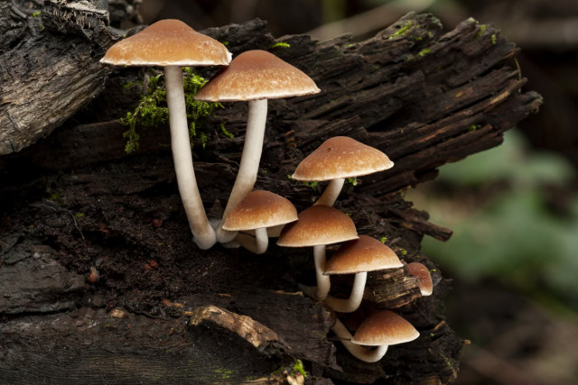 Скільки криворіжців отруїлись дикорослими грибами у 2025 році