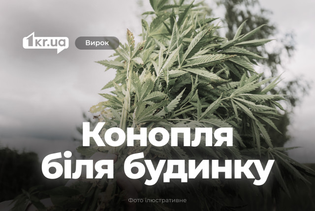 Суд наказал криворожанина, который дома незаконно выращивал кусты конопли