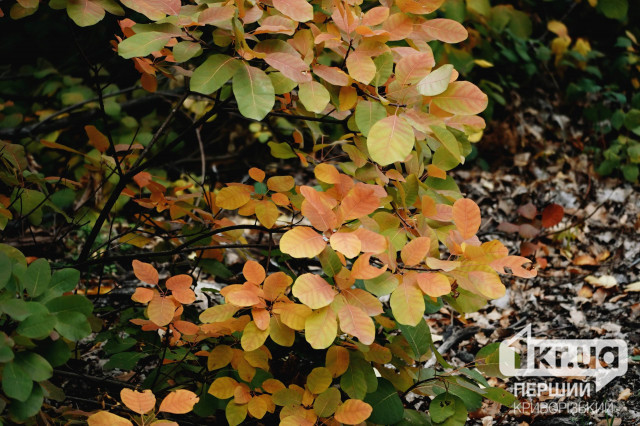 Якою буде погода у Кривому Розі на цих вихідних