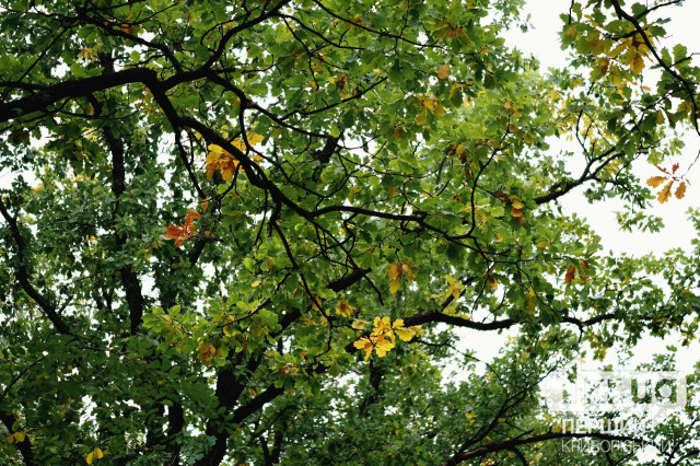 Какая будет погода в Кривом Роге 13 октября