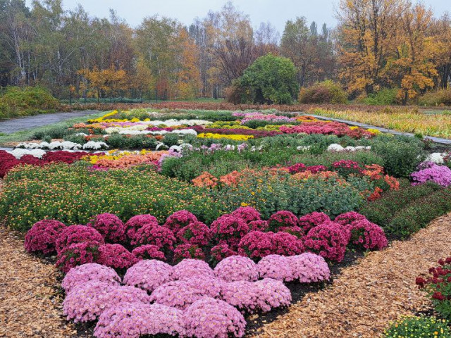 Криворіжців запрошують до ботанічного саду помилуватися хризантемами