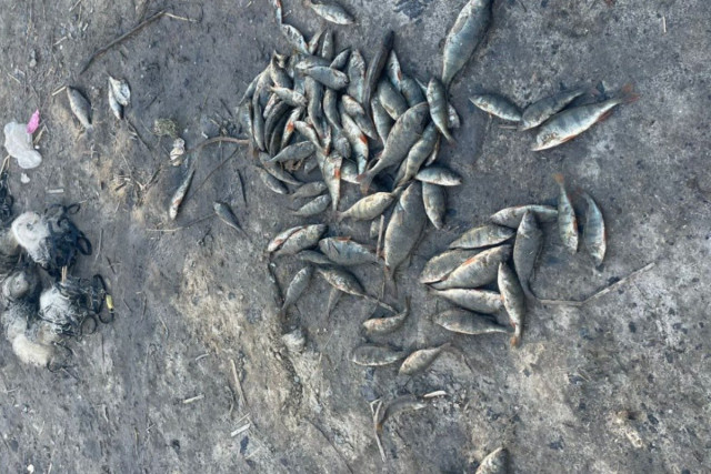 Браконьер на Днепропетровщине выловил рыбы на сотни тысяч гривен